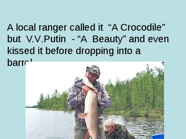 A local ranger called it “A Crocodile” but V.V . Putin - “A Beauty” and even kissed it before dropping into a barrel.