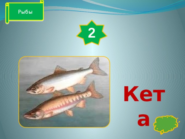 Рыбы 2 Кета