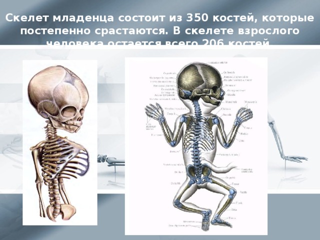Скелет младенца состоит из 350 костей, которые постепенно срастаются. В скелете взрослого человека остается всего 206 костей.