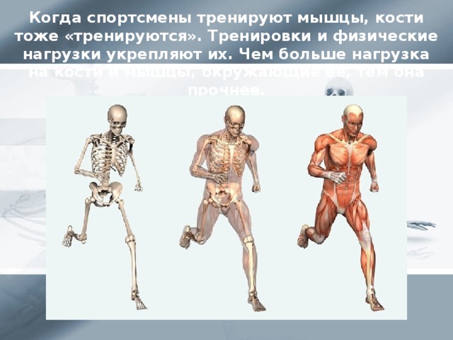Кости человека 4 класс окружающий мир. Мышцы и кости. Кости и мышцы человека. Укрепление мышц и костей. Информация про кости и мышцы.