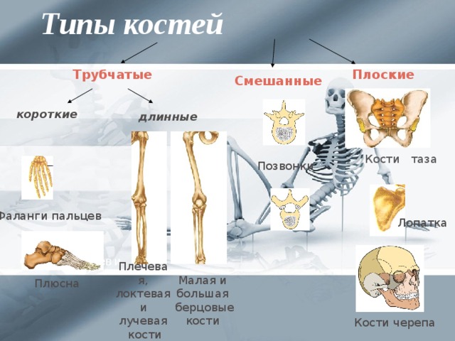 Какой скелет у костных. Кости трубчатые губчатые плоские смешанные. Позвонок Тип кости. Позвонки Тип костей трубчатые. Кости скелета и типы костей.