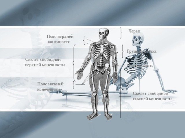 Основа внутреннего скелета. Скелет грудной конечности. Скелет свободной. Пояс верхних конечностей черепа. Пояс верхних конечностей и грудная клетка.