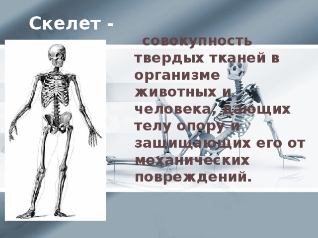 Скелет опора организма 6 класс биология. Скелет для презентации. Скелет опора. Выводы скелет опора организма.