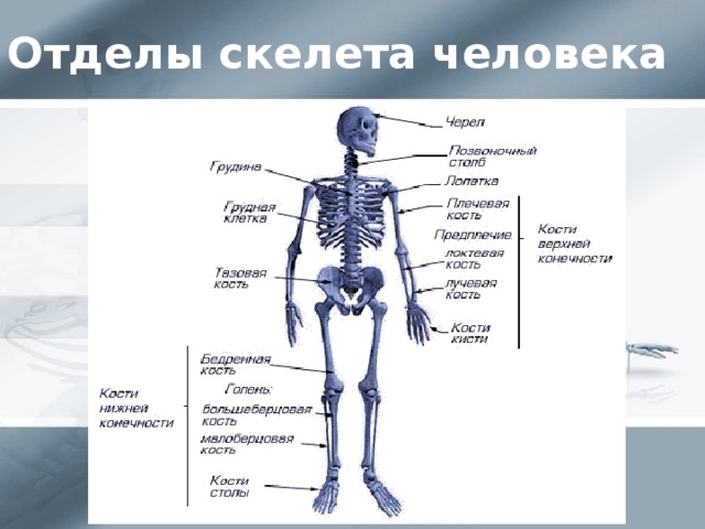Скелет человека анатомия с органами фото