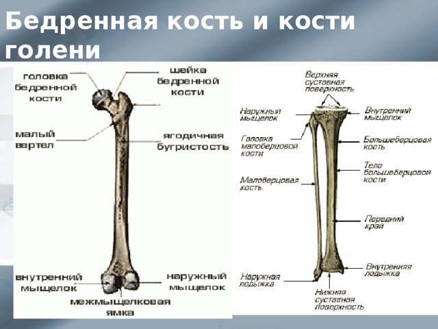 Бедренная кость и кости голени