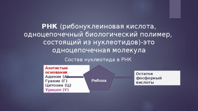 РНК (рибонуклеиновая кислота, одноцепочечный биологический полимер, состоящий из нуклеотидов)-это одноцепочечная молекула Состав нуклеотида в РНК Рибоза Азотистые основания  Аденин (А)  Гуанин (Г)  Цитозин (Ц)  Урацил (У) Остаток фосфорный кислоты