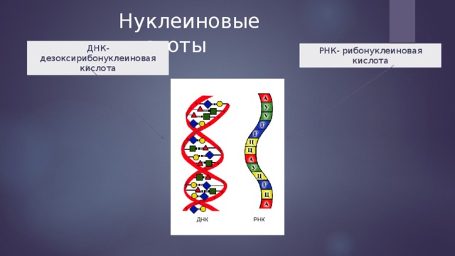 Нуклеиновые кислоты ДНК- дезоксирибонуклеиновая кислота РНК- рибонуклеиновая кислота