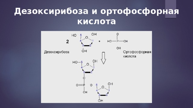 Дезоксирибоза и ортофосфорная кислота