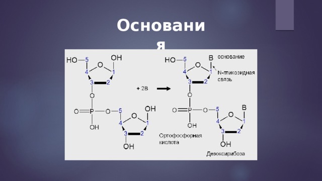 Основания