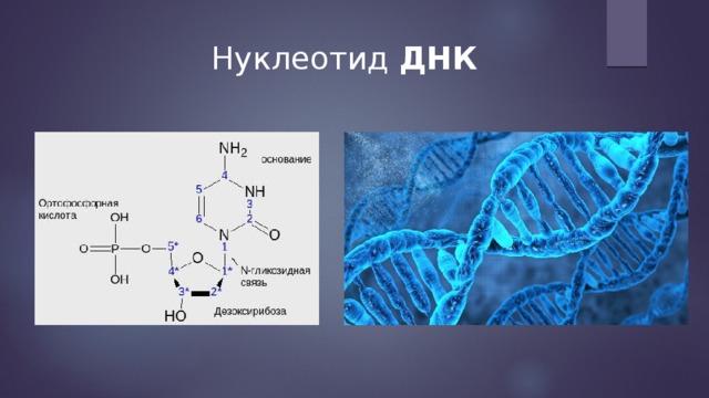 Нуклеотид ДНК