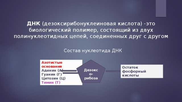 ДНК (дезоксирибонуклеиновая кислота) -это биологический полимер, состоящий из двух полинуклеотидных цепей, соединенных друг с другом Состав нуклеотида ДНК Дезоксо-рибоза Азотистые основания  Аденин (А)  Гуанин (Г)  Цитозин (Ц)  Тимин (Т) Остаток фосфорный кислоты