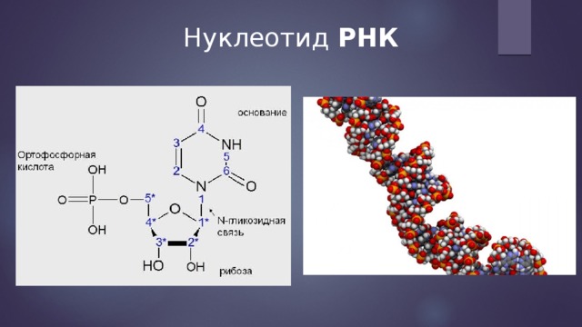 Нуклеотид РНК