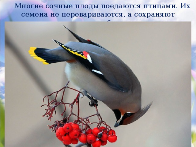 Многие сочные плоды поедаются птицами. Их семена не перевариваются, а сохраняют жизнеспособность