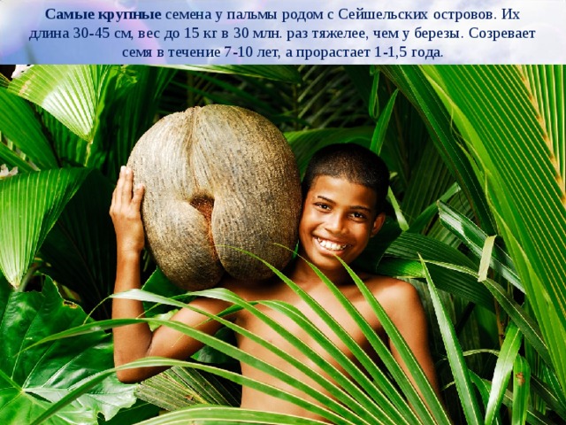 Самые крупные семена у пальмы родом с Сейшельских островов. Их длина 30-45 см, вес до 15 кг в 30 млн. раз тяжелее, чем у березы. Созревает семя в течение 7-10 лет, а прорастает 1-1,5 года.