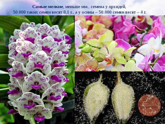Самые мелкие , меньше мм., семена у орхидей,  50.000 таких семян весят 0,1 г., а у осины – 50.000 семян весят – 4 г.