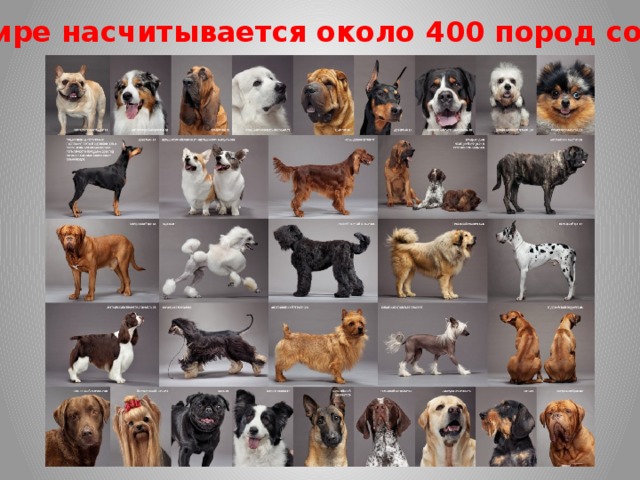 В мире насчитывается около 400 пород собак.