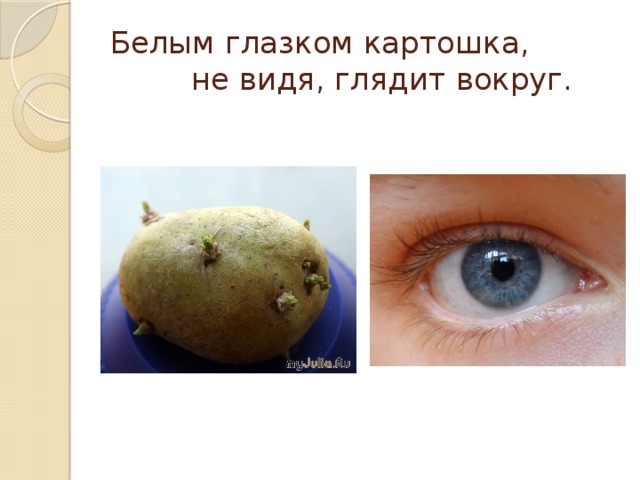 Белым глазком картошка, не видя, глядит вокруг.