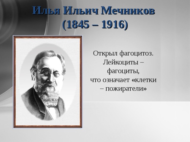 Илья Ильич Мечников  (1845 – 1916) Открыл фагоцитоз. Лейкоциты – фагоциты, что означает «клетки – пожиратели»