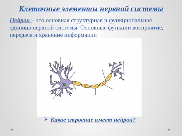 Клеточные элементы нервной системы Нейрон – это основная структурная и функциональная единица нервной системы. Основные функции восприятие, передача и хранение информации