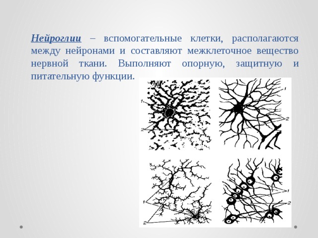 Нейроглии – вспомогательные клетки, располагаются между нейронами и составляют межклеточное вещество нервной ткани. Выполняют опорную, защитную и питательную функции.