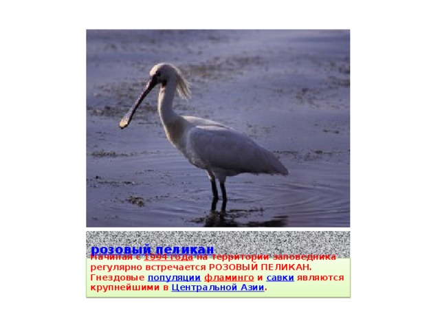 розовый пеликан Начиная с 1994 года на территории заповедника регулярно встречается РОЗОВЫЙ ПЕЛИКАН. Гнездовые популяции  фламинго и савки являются крупнейшими в Центральной Азии .