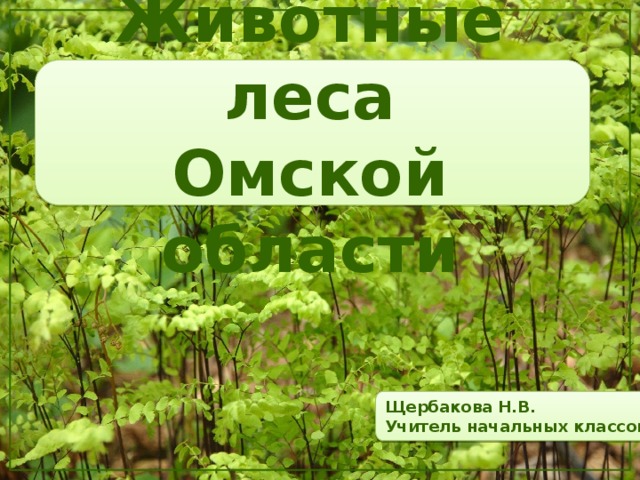 Животные леса  Омской области Щербакова Н.В. Учитель начальных классов