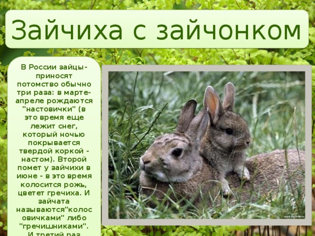 Зайчиха с зайчонком В России зайцы-приносят потомство обычно три раза: в марте-апреле рождаются 