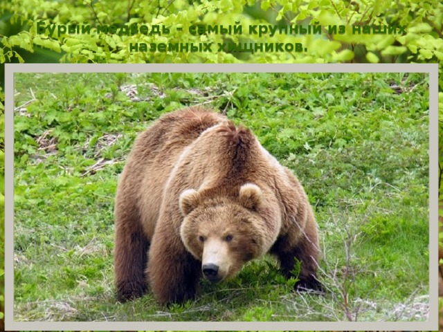 Бурый медведь – самый крупный из наших наземных хищников.