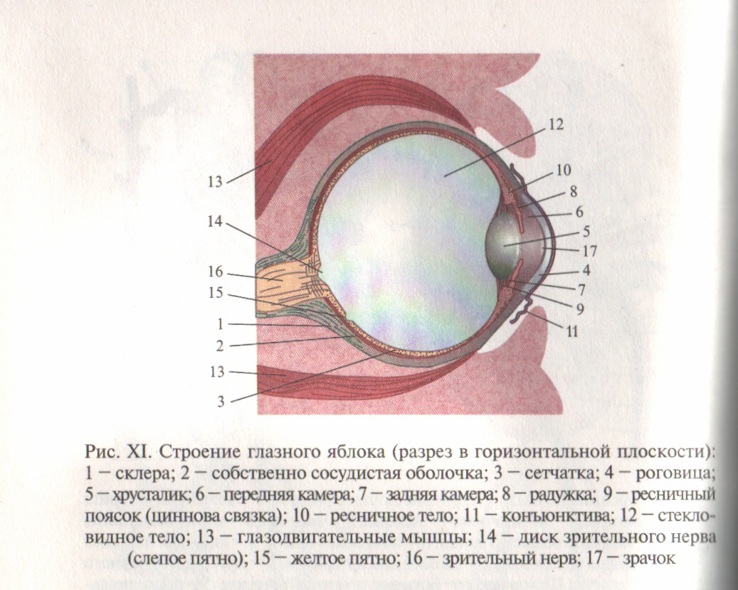 Оболочки глазного яблока у человека. Горизонтальный разрез глазного яблока анатомия. Строение глазного яблока Неттер. Передний полюс глазного яблока.