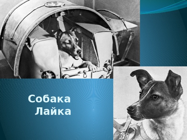 Собака Лайка