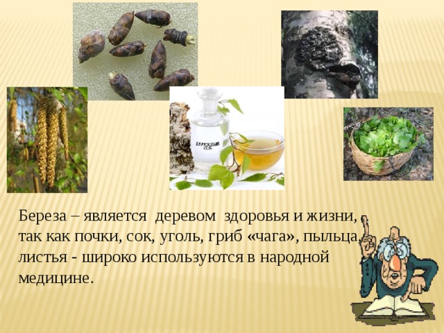 Береза – является деревом здоровья и жизни, так как почки, сок, уголь, гриб «чага», пыльца, листья - широко используются в народной медицине.