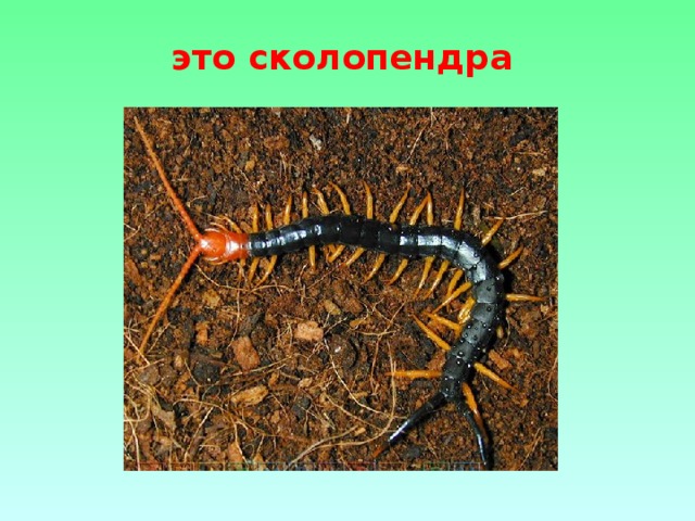 это сколопендра