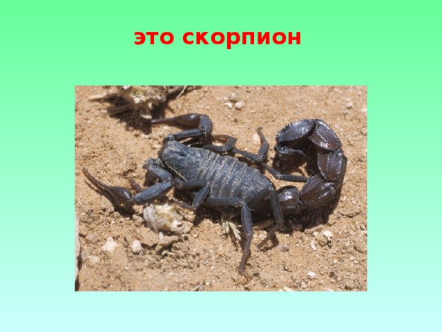 это скорпион