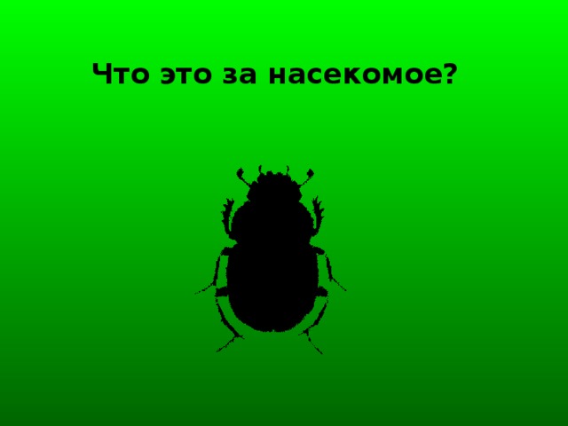 Что это за насекомое?