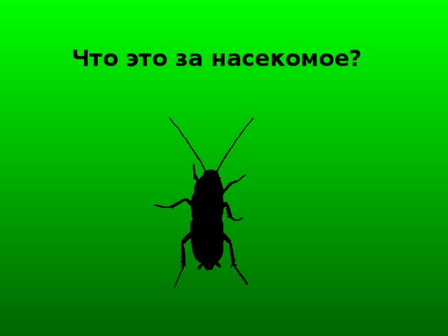 Что это за насекомое?