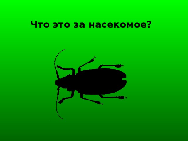 Что это за насекомое?