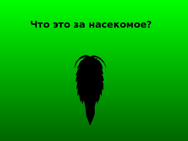 Что это за насекомое?