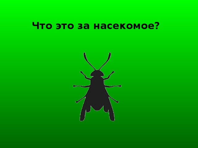 Что это за насекомое?