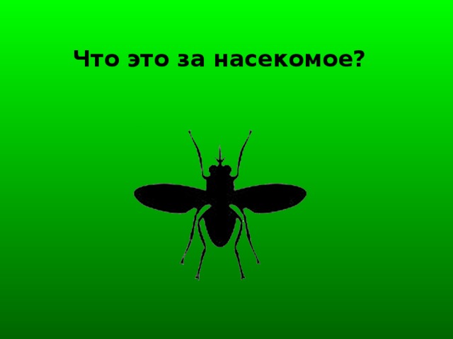 Что это за насекомое?