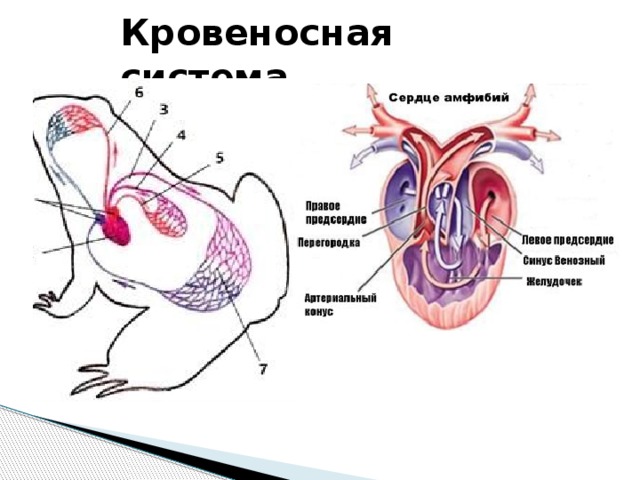 Сердце амфибий круги кровообращения. Кровеносная система амфибий артериальный конус. Кровеносная система амфибий рисунок. Круги кровообращения земноводных схема. Кровеносная система земноводных артериальный конус.