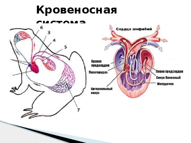 Схема кровообращения лягушки