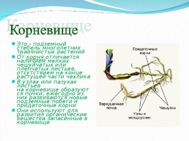 Строение корневища 6 класс биология