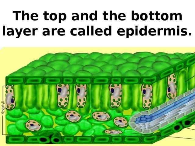 The top and the bottom layer are called epidermis.