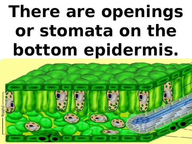 There are openings or stomata on the bottom epidermis.
