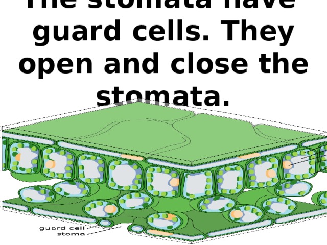 The stomata have guard cells. They open and close the stomata.