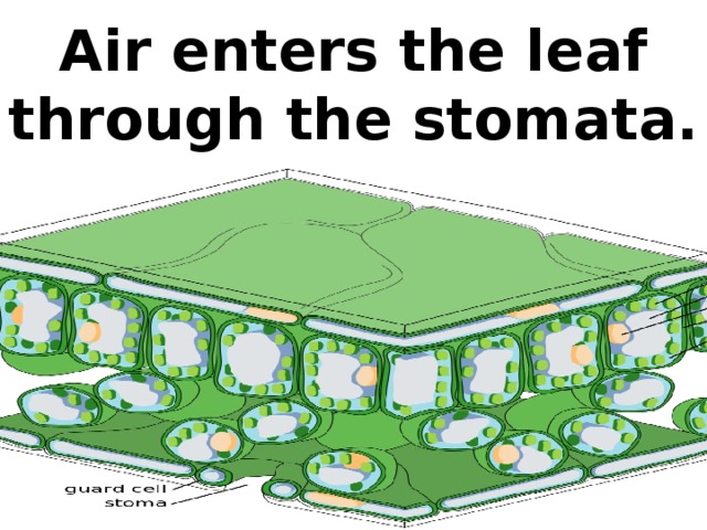 Air enters the leaf through the stomata.