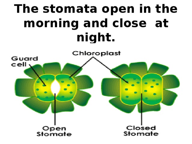 The stomata open in the morning and close at night.