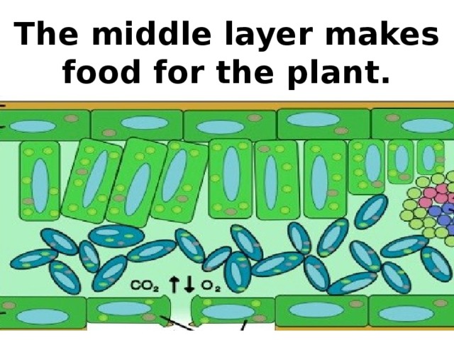 The middle layer makes food for the plant.