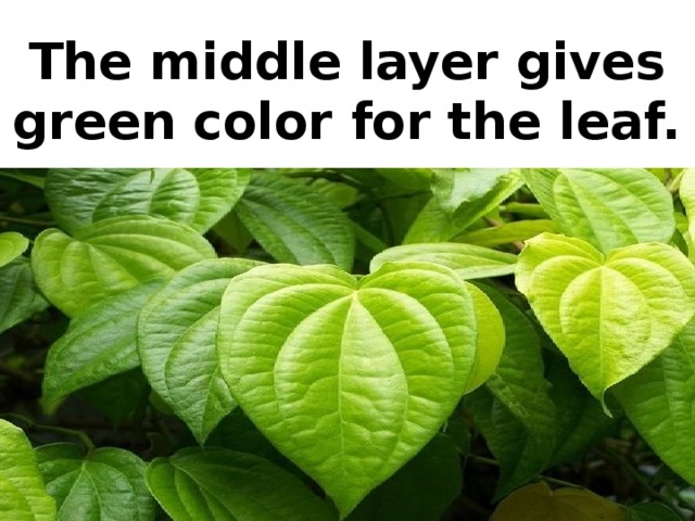 The middle layer gives green color for the leaf.