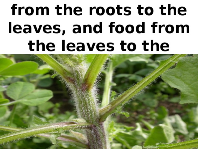 Stems conduct water from the roots to the leaves, and food from the leaves to the roots.
